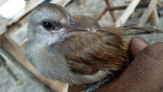 merbah kapur Grow Up very tame yellow vented bulbul [upl. by Kelcey]