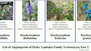 List of Angiosperms of Order Lamiales Family Verbenaceae Part 2 vervain stachytarpheta mock rose [upl. by Attekahs]