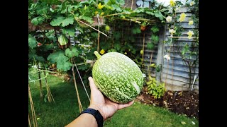 在英國 從種子 種植 魚翅瓜 第三部分 Shark fin melon from seed part 3 United Kingdom [upl. by Dusza324]