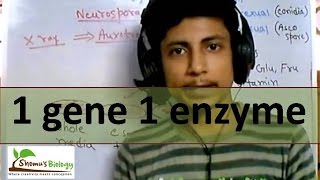 One gene one enzyme hypothesis [upl. by Ahcrop477]