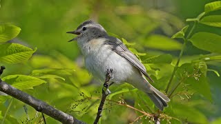 Vireo gilvus WARBLING VIREOS singing feeding 9087173 [upl. by Friedman]