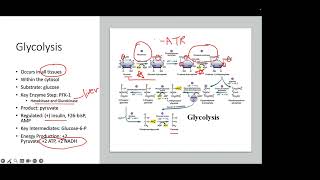 Biochem Review  Aerobic Respiration NPLEX I [upl. by Recnal678]