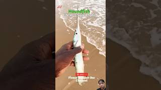 Houndfish Life Was Saved Today shorts fish fishing beach [upl. by Clippard]