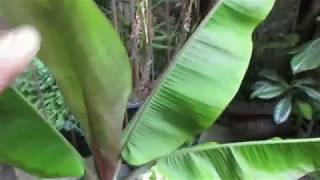 New Cold Hardy Banana Plant Musa Helens Hybrid [upl. by Philippe248]