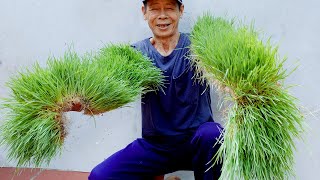 Brilliant Idea  How to grow Wheatgrass without soil at Home  Easy for Beginners [upl. by Rossner]