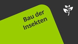 Der Bau von Insekten  Biologie  Ökologie [upl. by Nere]