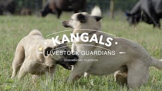 ALL ABOUT THE KANGAL DOG THE FINEST GUARDIAN DOG [upl. by Warder24]