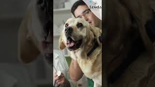 Tratamiento para perros con problemas cardíacos perros veterinario problemasdecorazon [upl. by Nwahsirhc]