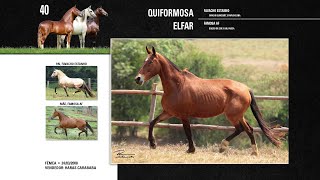 40 Quiformosa Elfar [upl. by Scoter]