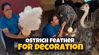 Ostrich Eggs And Feathers For Decoration At Home  Pakistan Ostrich Farm Brand [upl. by Wahkuna201]