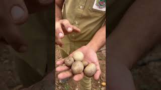 Air potato Dioscorea bulbifera farming agriculture crop farmer nature trending youtubeshorts [upl. by Jose]