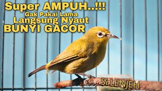 Pleci Betina Memanggil Jantan Untuk Memancing Bunyi Pleci Jantan agar Gacor [upl. by Madonna]