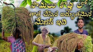 సామలు కొత్త లు కొయ్యడం మా గిరిజన ప్రాంతాంలొ  Telugu Village Farming Vlog  little samalu samalu [upl. by Fulmis]