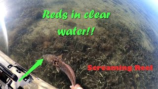 Kayak Fishing Reds In Super Clear Water Aransas Pass TX at its finest [upl. by Atte354]