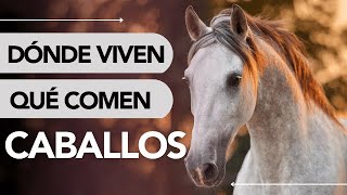 Dónde VIVEN los CABALLOS 🐴 ¿Qué comen realmente [upl. by Chavez]