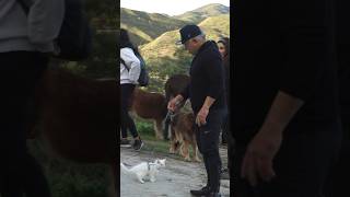 Cesar Millan the Cat Whisperer Full Vlog Out Now [upl. by Laurin]