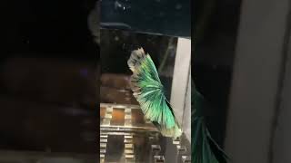 Beautiful Half Moon Betta bettafish beautiful betta [upl. by Halley72]