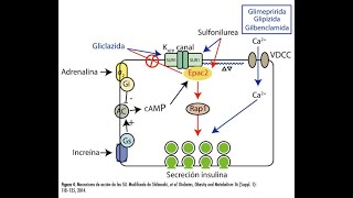 Mecanismos de accion de farmacos anti diabeticos 2da parte [upl. by Tnert]