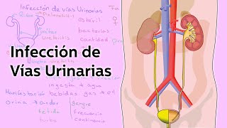 Infección de Vías Urinarias  Salud  Educatina [upl. by Mckeon391]