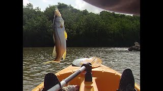 Kayak Fishing in Caroni Trinidad Part 2 [upl. by Yremogtnom458]