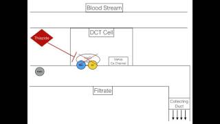 Thiazide Mechanism Of Action [upl. by Hamehseer]