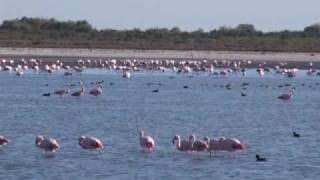 Biodiversidad en Mar Chiquita II [upl. by Tabshey569]