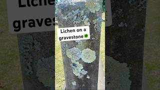 lichen cemetery graves gravestone nature natural calm relaxing sunnyday plants gothic [upl. by Yerac]