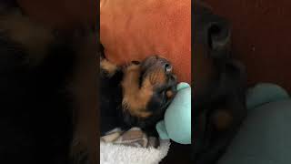 El animal mas vago sin duda🤣💀 rottweiler cachorro [upl. by Azeel]