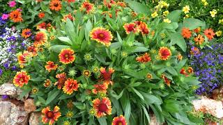 How to Grow Blanket Flower [upl. by Mehitable282]