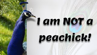 The Untold Stories Behind Peacock Feathers Revealed [upl. by Aremihc]