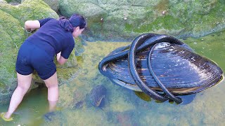 The struggle between black snakes and pearl clams may be related to toplevel treasures [upl. by Brand]