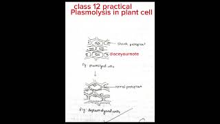 Plasmolysis in plant cell class 12 botany practical biology ytshorts shorts aceyournote [upl. by Lladnyk]