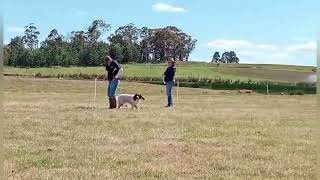 Gundog trial Open Retrieving Ability Test for Gundogs RATG [upl. by Ajiam]