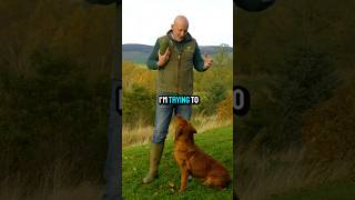 Red Labrador dog puppyDogTraining gundogs mordorgundogs [upl. by Ahsienat146]