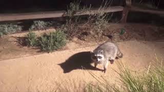 Racoons caught in the act and tpose MUST WATCH meme [upl. by Placida]