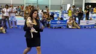 ENCI Mostra Canina Gara Bellezza Cani  Video Fiera di Roma [upl. by Kenneth47]