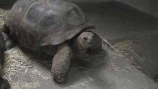 Aldabra Tortoises [upl. by Mohammed]