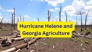 Hurricane Helene Devastating Impact on Georgias Agriculture and Economy [upl. by Monarski]