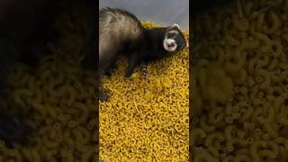 Ferret in Macaroni ferret viral tiktok [upl. by Sidonnie589]