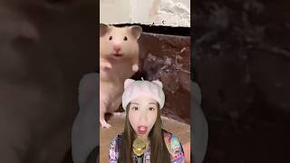 Startled Hamster 😤 Voice Over shorts funny comedy feelgood viral trend memes hamsters [upl. by Amsab]