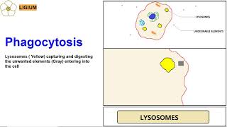 LYSOSOMES ANIMATION PHAGOCYTOSIS [upl. by Emmer857]