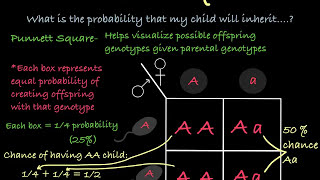 How to Use Punnett Squares [upl. by Guendolen]