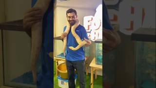 Aasteen ka saanp 🐍Snake  python pet show live show  animal  reptilereel of the day [upl. by Notniuqal]