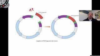 Ligation of PCR Products [upl. by Sven]