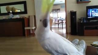 CRAZY COCKATOO DANCING [upl. by Alisa]