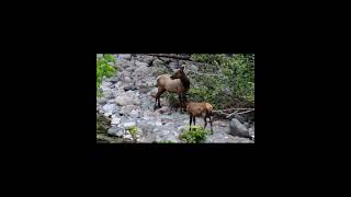 Elk nature wildlife Elk [upl. by Derby]