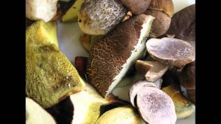 Boletus Badius Mushroom [upl. by Atiuqaj]