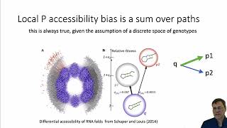 The role of the mutation spectrum in evolution introduction [upl. by Ewens]