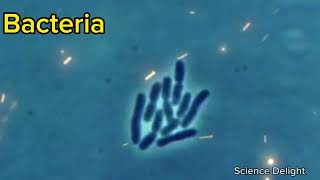 Microbes under Microscope Explore a new world [upl. by Llener]