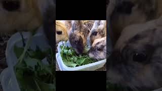 Rabbits eating potherb mustard [upl. by Bollinger]